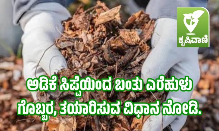 arecanut: ಅಡಿಕೆ ಸಿಪ್ಪೆಯಿಂದ ಬಂತು ಎರೆಹುಳು ಗೊಬ್ಬರ, ತಯಾರಿಸುವ ವಿಧಾನ ನೋಡಿ.